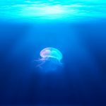 Les meilleures destinations du globe pour des découvertes uniques de la faune sous-marine